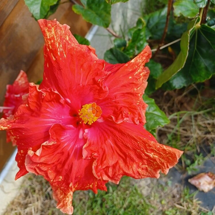 HIbiscus
